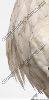 Photo Textures of Animal Skin 